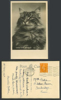 Delcampe - Cat Kitten Always Happy And Bright 1948 Old Real Photo Postcard Norman Shoesmith - Katten