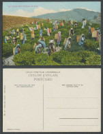 Delcampe - Ceylon Old Colour Postcard Up-Country Tea Estate With Pluckers At Work, Plucking - Sri Lanka (Ceylon)