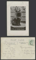Delcampe - A Type Of Persian Beauty, Cat Kitten 1908 Old Real Photo Postcard, Sylvax Series - Katten