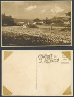 Delcampe - Bermuda Old Postcard Lily Field, Lilies Flowers In Bloom Blooming Panorama Hills - Bermuda