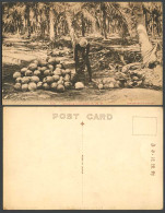 Delcampe - F.M.S. Native Worker Husking Coconuts, Federated Malay States Palms Old Postcard - Malesia