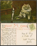 Delcampe - Cat Kitten Fish Fishing Rod The Catch Of The Season 1908 Old Colour Postcard Pet - Katten