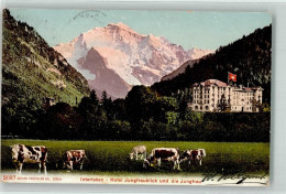 Delcampe - 3800 Interlaken 1906 - Hotel Jungfraublick Kühe - 39701265 - Interlaken
