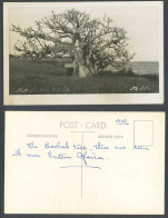 Delcampe - Kenya 1943 Old Real Photo Postcard Mombasa Baobab Tree Trees Over Eastern Africa - Non Classés