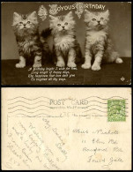 Delcampe - 3 Cats Kittens KGV 1/2d Old Postcard A Joyous Birthday Greetings Cat Kitten Pets - Katten