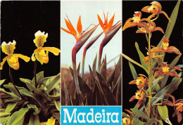 Delcampe - BR8906 Cypipediom Insigne Madeira Fleurs Flowers   Portugal - Andere & Zonder Classificatie