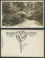Delcampe - Australia Old Postcard The Black Spur Road Near Healesville Horse Cart Fern Rose - Autres & Non Classés