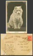 Delcampe - Cat Kitten, Meditation Old Real Photo Postcard Thick Paper, Taber Bas-Relief 183 - Katten