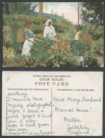 Delcampe - Ceylon Old Colour Postcard Tea Plucking, Native Women Girls Pluckers Ethnic Life - Sri Lanka (Ceylon)