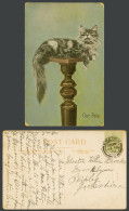 Delcampe - A Beautiful Cat Kitten Our Pet Animal 1908 Old Colour Postcard Gale & Polden Ltd - Katten