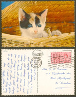 Delcampe - Cat Kitten In Basket 1960 Old Colour Postcard QE2 FFH Freedom From Hunger 2 1/2d - Katten