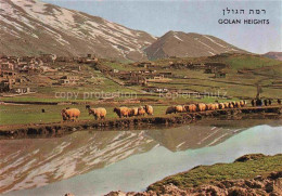 Delcampe - Magdal Shams Golanhoehen Mt-Hermon Drusen Schafe Herde Berge Schnee - Israel