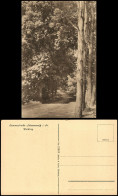 Delcampe - Ansichtskarte Schmannewitz-Dahlen Waldweg 1920 - Dahlen