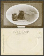 Delcampe - Cats Kittens Who Said Cheese Dish Pet Animals Old Real Photo Postcard Cat Kitten - Katten