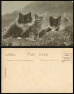 Delcampe - 3 Cats Little Kittens Cat Kitten Pets Pet Animal Old Postcard Valentine's Series - Katten