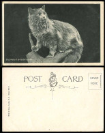Delcampe - A Black Maine Coon Cat In Proud Possession Old Postcard Kitten Pet Animals W & K - Katten
