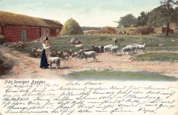 Delcampe - L070 Sweden Fran Sveriges Bygden 1905 Sheeps Postcard - Schweden