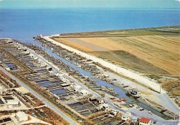 Delcampe - 85 BEAUVOIR SUR MER LE PORT DE L EPOIDS ET LES PARCS OSTREICOLES - Beauvoir Sur Mer