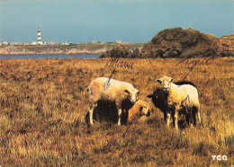 Delcampe - 29 L ILE DOUESSANT LE PHARE DE CREAC H - Ouessant