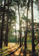 Delcampe - 76 EU LA FORET - Eu