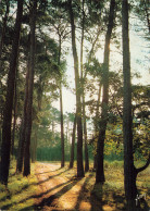 Delcampe - 76 EU LA FORET - Eu