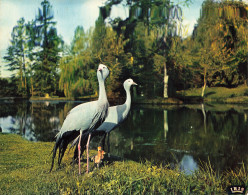 Delcampe - 76 CLERES LE PARC ZOOLOGIQUE - Clères