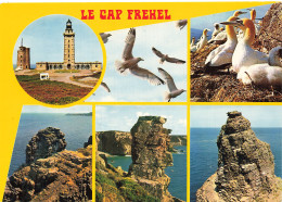 Delcampe - 22 CAP FREHEL RESERVE D OISEAUX DE MER - Cap Frehel
