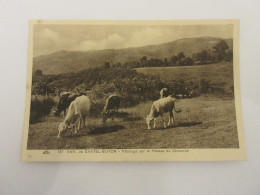 Delcampe - CP CARTE POSTALE PUY De DOME CHATEL GUYON 137 PATURAGE Sur PLATEAU De CHAZERON - Châtel-Guyon