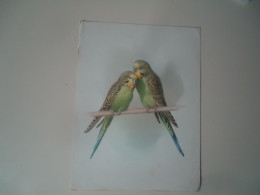 Delcampe - BIRDS 2  PARROTS  LOVE - Vögel
