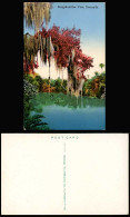 Delcampe - Bermuda Old Colour Postcard Bougainvillea Vine Vines, Lake, Veranera, Trinitaria - Bermuda