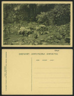 Delcampe - Indonesia Java DEI Old Postcard WATER BUFFALO Chlidren - Indonesien