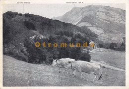 Delcampe - POSTCARD COW POSTALE PAESAGGIO ALPESTRE DELLA COLLETTA APPENNINO PAVESE ITALIA 1957 SENT BUENOS AIRES ARGENTINA - Pavia