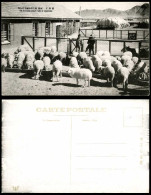 Delcampe - China C.1930 Old Postcard Chaoyang National SHEEP FARM Shepherd Chinchou Jinzhou - China