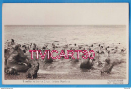 Delcampe - CARTE PHOTO FAUNE - ARGENTINE - TERRITORIO SANTA CRUZ - LOBOS MARINOS - FOT-KOHLMANN - LIONS DE MER, OTARIES - Argentinien