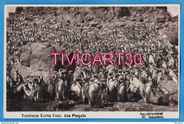 Delcampe - CARTE PHOTO FAUNE - ARGENTINE - TERRITORIO SANTA CRUZ - ISLA PINGUIN - FOT-KOHLMANN - PINGOUINS - Argentinien