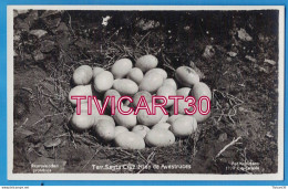 Delcampe - CARTE PHOTO FAUNE - ARGENTINE - TERRITORIO SANTA CRUZ - NIDO DE AVESTRUCES - NID, OEUFS DE NANDOU - FOT-KOHLMANN - Argentinien
