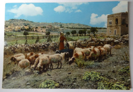 Delcampe - PALESTINE - BETHLEEM - Panorama Et Berger - Palästina
