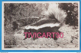 Delcampe - CARTE PHOTO FAUNE - ARGENTINE - TERRITORIO SANTA CRUZ - ZORRINO - PUTOIS - FOT-KOHLMANN - Argentinien
