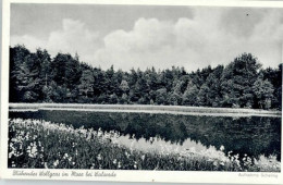 Delcampe - Walsrode Lueneburger Heide Walsrode Bluehendes Wollgras - Walsrode
