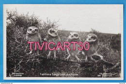 Delcampe - CARTE PHOTO FAUNE - ARGENTINE - TERRITORIO SANTA CRUZ - LECHUZAS - HIBOUX, CHOUETTES - FOT-KOHLMANN - Argentinien