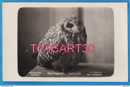 Delcampe - CARTE PHOTO FAUNE - ARGENTINE - TERRITORIO SANTA CRUZ - LECHUZON - HIBOUX - FOT-KOHLMANN - Argentinien