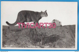 Delcampe - CARTE PHOTO FAUNE - ARGENTINE - TERRITORIO SANTA CRUZ - PUMA - EDICION BOURQUIN Y KOHLMANN - Argentinien