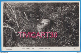 Delcampe - CARTE PHOTO FAUNE - ARGENTINE - TERRITORIO SANTA CRUZ - GATO PAJERO - CHAT VAGABOND - EDICION BOURQUIN Y KOHLMANN - Argentinien