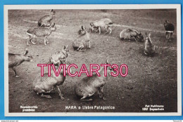 Delcampe - CARTE PHOTO FAUNE - ARGENTINE - MARA OU LIEVRE DE PATAGONIE - MARA O LIEBRE PATAGONICA - EDICION BOURQUIN Y KOHLMANN - Argentinien