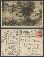Delcampe - Australia Vic QV 1d 1910 Old Postcard Condon's Gully HEALESVILLE Ferns Fern Tree - Autres & Non Classés