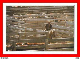 Delcampe - CPSM/gf  AMARILLO (Texas-Etats-Unis).  Cattle In The Corral, Exploitation Dans L'élevage Intensif Du Bétail. .*886 - Amarillo