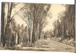 Delcampe - Pine Forest , Kloof Road , Cape Town - Südafrika