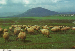 Delcampe - CPM - R - ISRAEL - MONT TABOR - MOUTONS - Israel