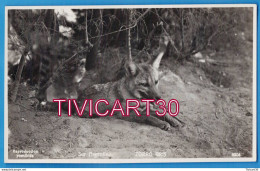 Delcampe - CARTE PHOTO FAUNE - ARGENTINE - SUR ARGENTINO - ZORRO GRIS - RENARD ARGENTE - EDICION BOURQUIN Y KOHLMANN, BUENOS-AIRES - Argentinien