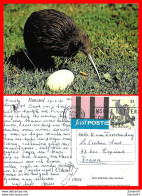Delcampe - CPSM/gf  OISEAUX.  Kiwi Et Son Oeuf. New Zealand..*6798 - Vögel